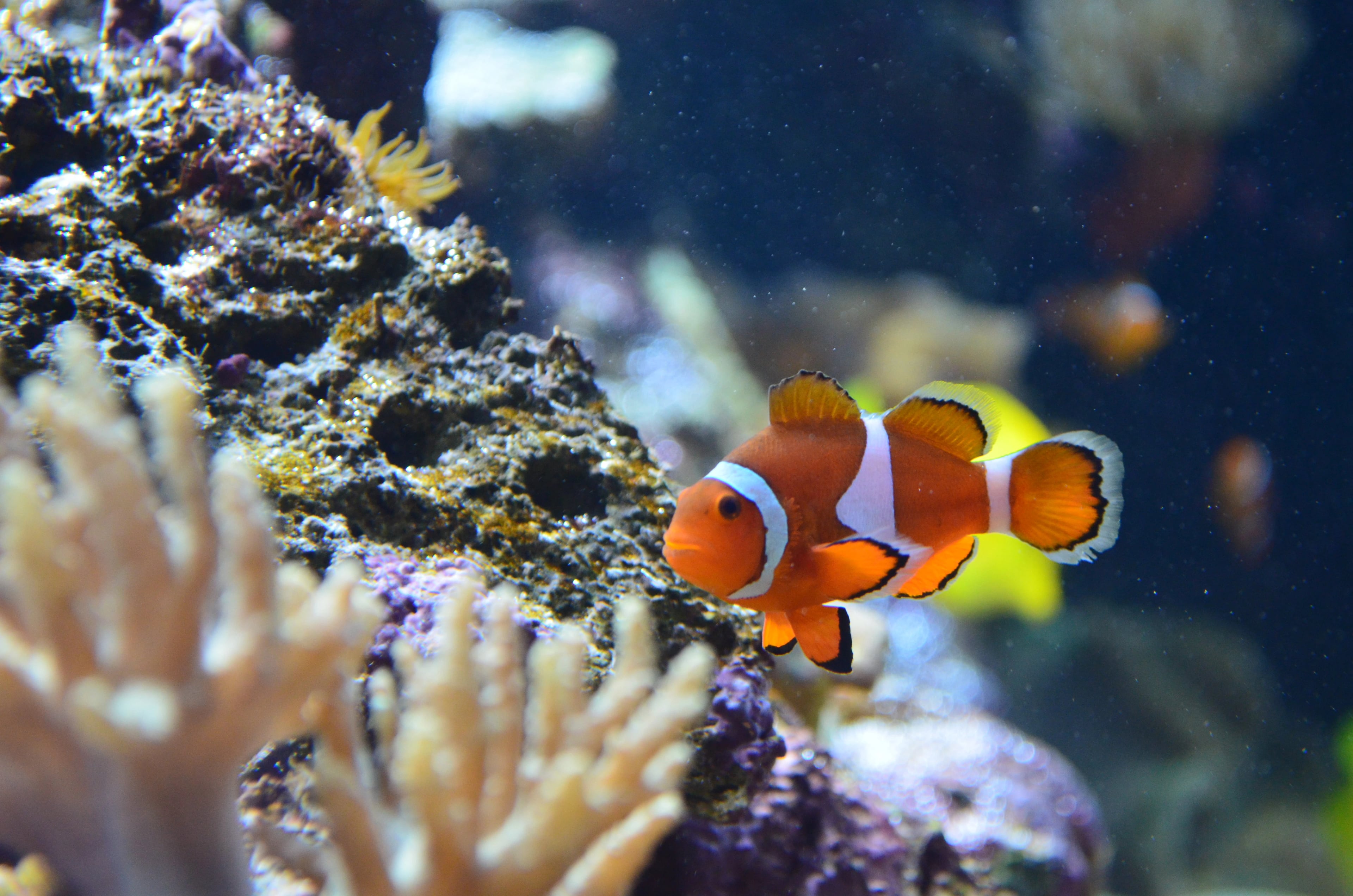 Pez payaso (Amphiprioninae)