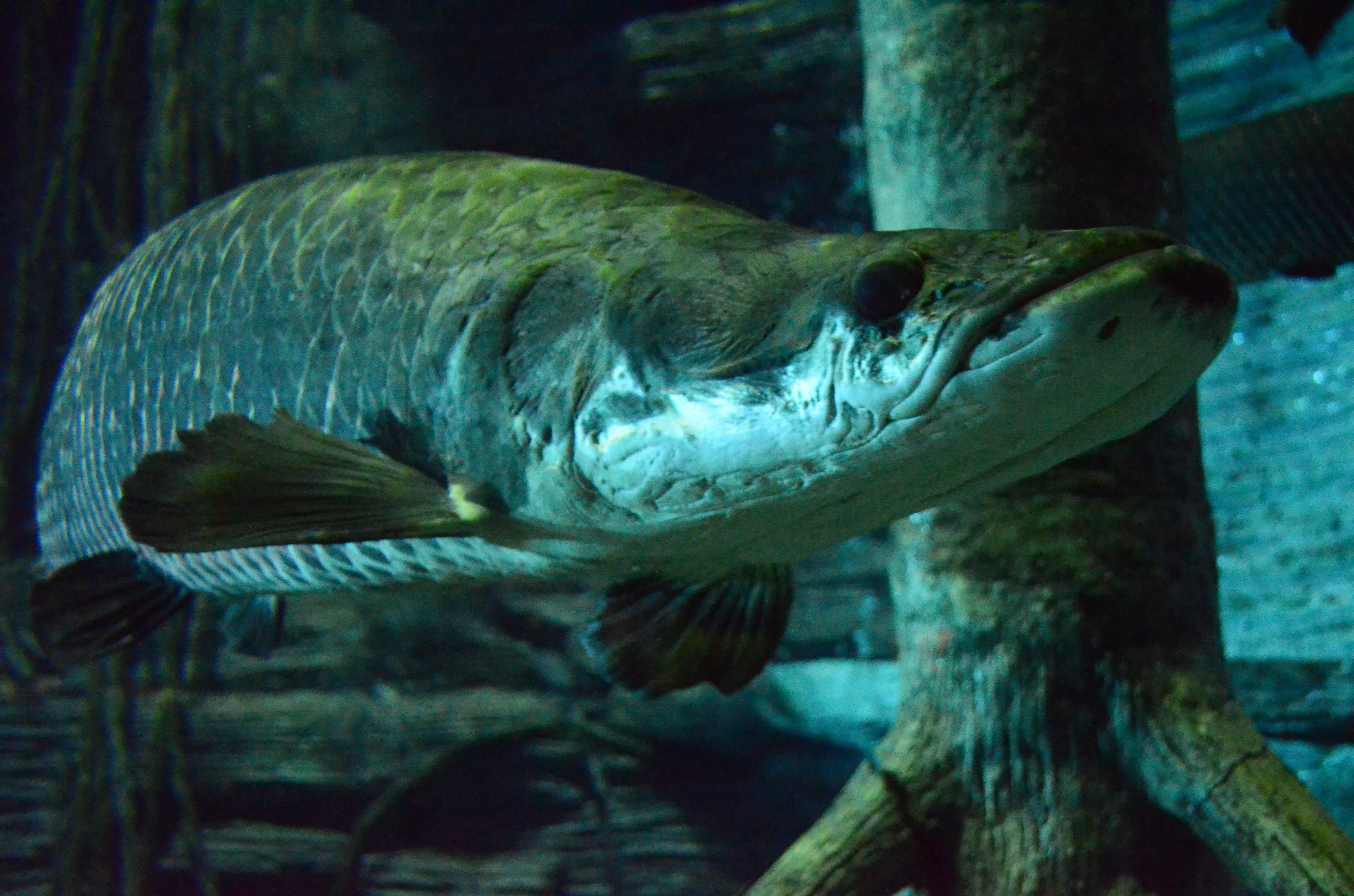 Pirarucú, Arapaima gigas