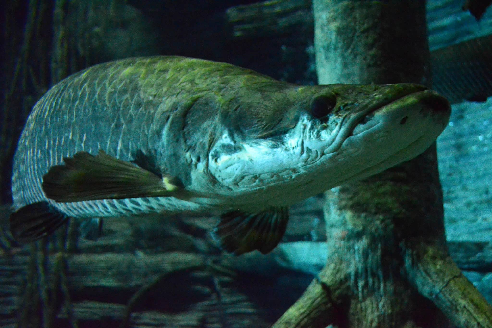 Acuario